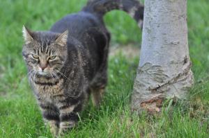 Domáce zviera alebo zvieratá hostí v ubytovaní BUEHLERHOF Agriturismo, Obst-&Weingut, Urlaub mit Hund, Bauernhof, Brixen