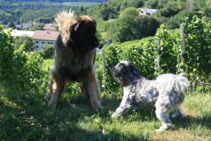 Domáce zviera alebo zvieratá hostí v ubytovaní BUEHLERHOF Agriturismo, Obst-&Weingut, Urlaub mit Hund, Bauernhof, Brixen