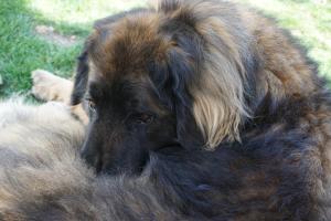 Domáce zviera alebo zvieratá hostí v ubytovaní BUEHLERHOF Agriturismo, Obst-&Weingut, Urlaub mit Hund, Bauernhof, Brixen