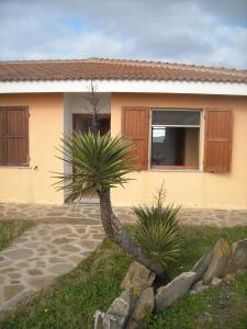 a small palm tree in front of a house at Agriturismo Depalmas in Stintino