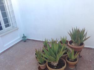 Fotografia z galérie ubytovania Casa Soleada en Calle Tranquila v destinácii Seville