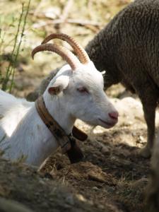 a goat with long horns standing next to a sheep at Les Hauts Des Auches in Ancelle