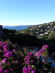 a view from the hill with purple flowers at l'ecrin bleu in Les Issambres