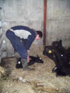 a man bending over to look at two black cows at Slane Farm Hostel, Cottages and Camping in Slane