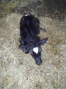a baby black lamb laying in some hay at Slane Farm Hostel, Cottages and Camping in Slane