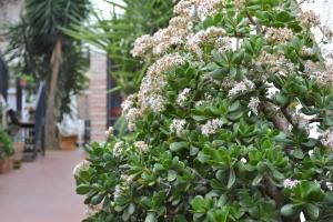 A garden outside Appartamento Vivaldi