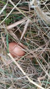 un œuf brun est assis dans un foin dans l'établissement Twins Farm, à Cormòns