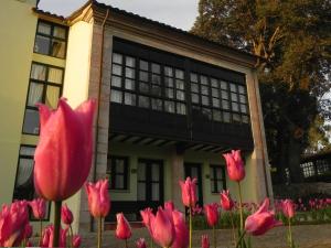 un gruppo di tulipani rosa di fronte a una casa di Apartamentos Turísticos Las Nieves a Poo de Llanes