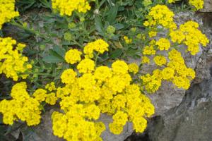 Afbeelding uit fotogalerij van Apartmani Aldo in Roč