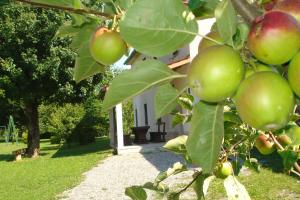 un montón de manzanas en un árbol delante de una casa en Apartmani Aldo, en Roč