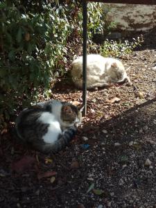 two cats laying on the ground in the grass at Casas Rurales La Loma Del Carrascal in Hornos