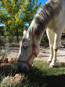 un cheval blanc mangeant de l'herbe dans un champ dans l'établissement Casas Rurales La Loma Del Carrascal, à Hornos