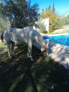 - un cheval blanc paissant dans l'herbe à côté d'une piscine dans l'établissement Casas Rurales La Loma Del Carrascal, à Hornos