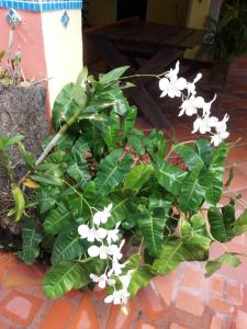 En hage utenfor cocoa pod studio