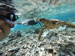 Un uomo che dà da mangiare a una tartaruga marina nell'acqua di Villa Kudì Maldives Guest House Thulusdhoo a Thulusdhoo