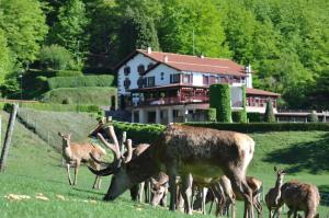 un grupo de ciervos pastando en un campo frente a una casa en Hotel Venta de Ulzama, en Ulzama