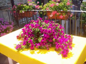 A garden outside La terrazza fio...Rita