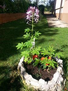 a flower bush in a rock garden in a yard at Apartments Roncevic in Zadar