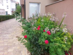 a garden with red flowers and plants next to a building at Apartments Roncevic in Zadar