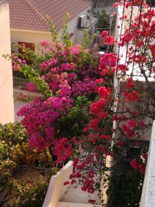 a bunch of pink flowers on the side of a building at Studio in Poros in Poros +11 photos