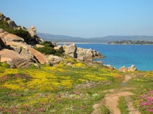 a field of flowers next to the water at Le case di Stella Maris in Palau