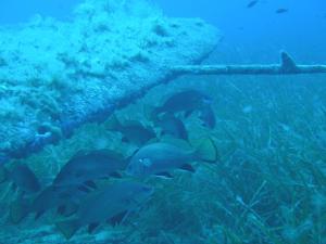 a group of fish swimming next to a pipe at La Marine in Luri