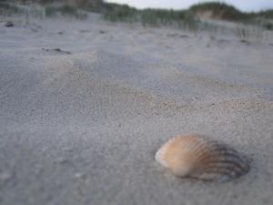 ビューズマー・ダイヒハウゼンにあるSchwalbennestの砂浜の貝殻