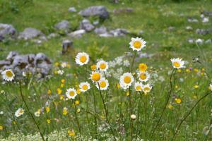 pole białych i żółtych kwiatów w trawie w obiekcie Glösalm w mieście Ramsau am Dachstein