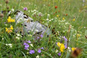 a field of flowers with a rock in the middle at Glösalm in Ramsau am Dachstein