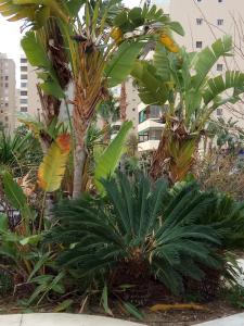 Ein Garten an der Unterkunft Cozy Loft Torremolinos