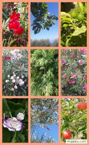 A garden outside Agriturismo Natta Di Monte Tabor