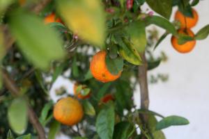 a bunch of oranges hanging from a tree at Hotel y Cabañas una Cosita de Zacatlán in Zacatlán