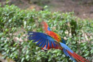 a red and blue bird flying in the air at Finca Dos Calaveras in Ángeles