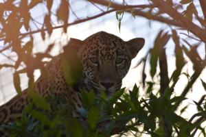 a leopard sitting in a tree looking at the camera at Finca Dos Calaveras in Ángeles +9 photos