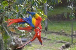 a colorful parrot perched on a tree branch at Finca Dos Calaveras in Ángeles