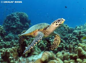 una tortuga marina verde nadando en un arrecife de coral en La Case Sakalava, en Ambaro