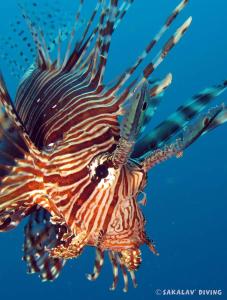 Fotografie z fotogalerie ubytování La Case Sakalava v destinaci Ambaro