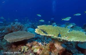 Fotografie z fotogalerie ubytování La Case Sakalava v destinaci Ambaro + 57 fotografií