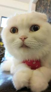 a white cat wearing a red bow tie at 煙燻貓民宿 tesla充電需電洽-無合作Ago達平台 in Taitung City