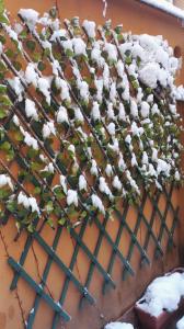 una valla cubierta de nieve con una planta en B&B Calamatta, en Roma