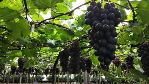 Une bande de raisins suspendus à un arbre dans l'établissement Taichung Xinshe Garden Life Homestay B&B, à Xinshe