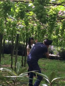 Taichung Xinshe Garden Life Homestay B&B في Xinshe: رجل وامرأة يقفان تحت حفنة من العنب الأخضر