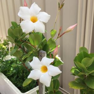 un montón de flores blancas en una olla en Caversham B&B, en Perth