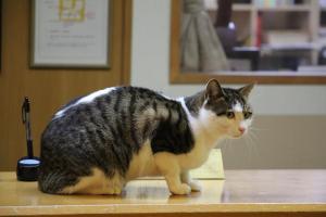 um gato sentado em cima de uma mesa em Akasawa Onsen Ryokan em Nasushiobara