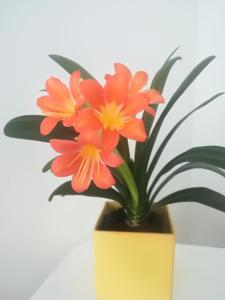 a plant in a yellow pot with orange flowers at Tamme Flint in Tartu