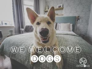 a dog standing on a bed with the words we welcome dogs at Antique House B&B in Portrush