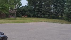 a park with a chair and a deer in the background at Midway Motel in Brandon