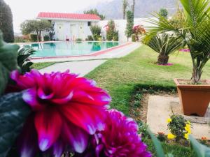 a pink flower in front of a swimming pool at Hotel Asia Vaishnodevi in Katra