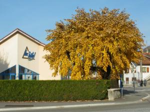 a tree with yellow leaves in front of a building at Lac'Hotel France in Montréal La Cluse