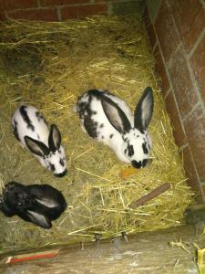Tres conejos blancos y negros están comiendo heno. en SOSTANJ VELENJE RAVNE SOBE ROOMS Vrtacnik d o o, en Šoštanj